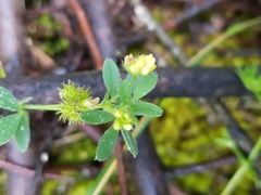 Medicago minima