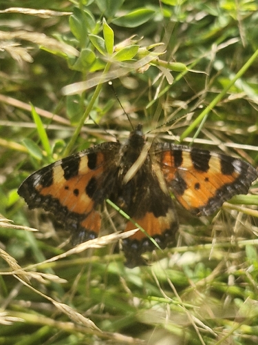 Small Tortoiseshell