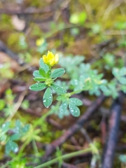 Medicago minima