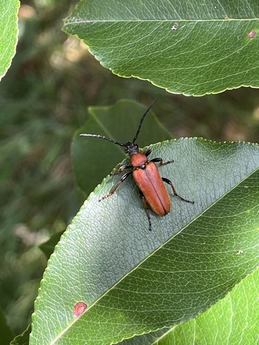 Red Pine Longhorn Beetle
