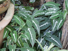 Syngonium wendlandii