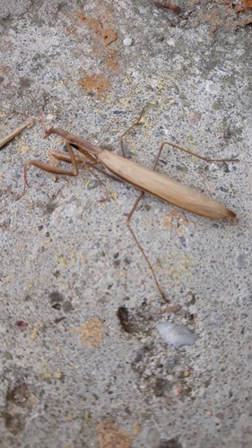 European Mantis