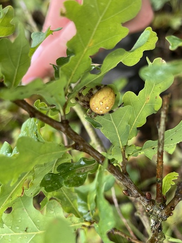 Four-spot Orbweaver