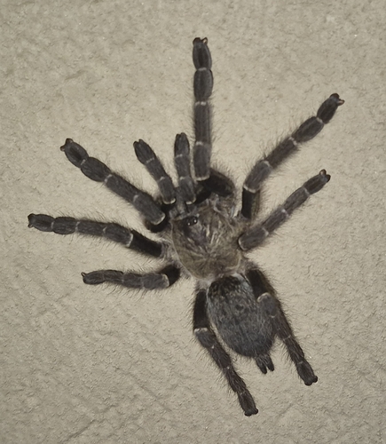 Usambara Baboon Tarantula