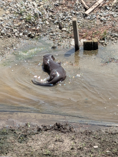 North American River Otter