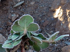 Oxalis melanosticta melanosticta