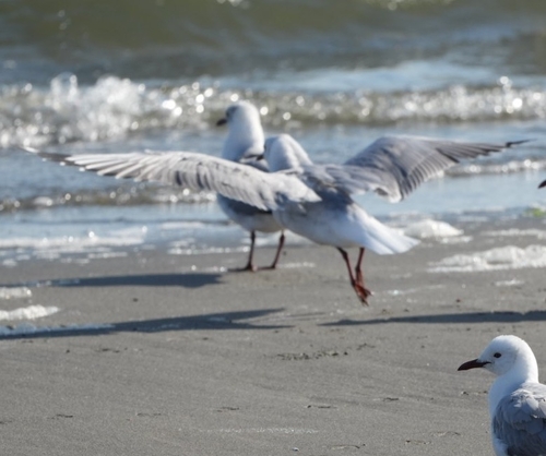 iNaturalist image