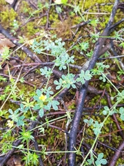 Medicago minima
