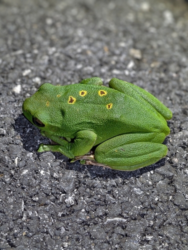 Chinese Flying Frog