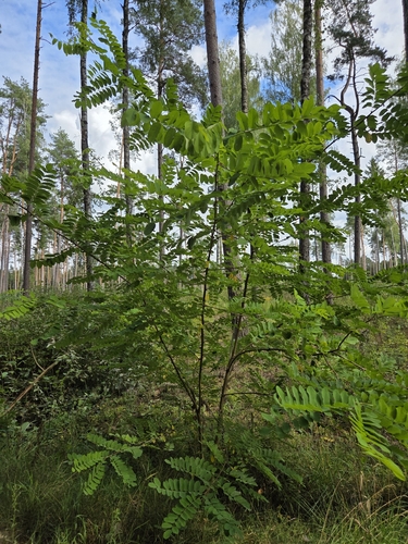 black locust