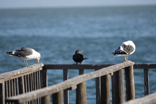 iNaturalist image