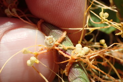 Cuscuta cuspidata