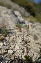 Trigonella spicata