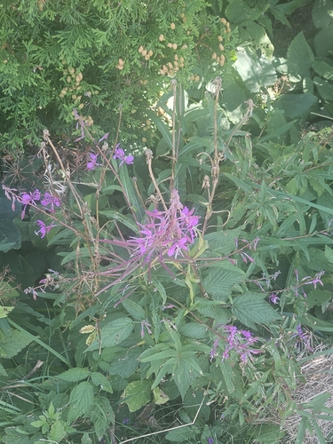 fireweed