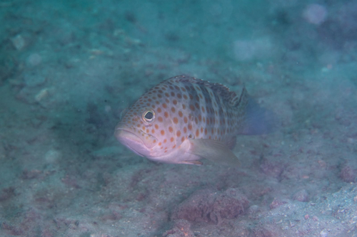 Epinephelus bleekeri observed 2026-08-26