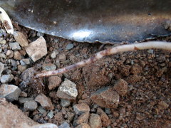 Oxalis melanosticta melanosticta