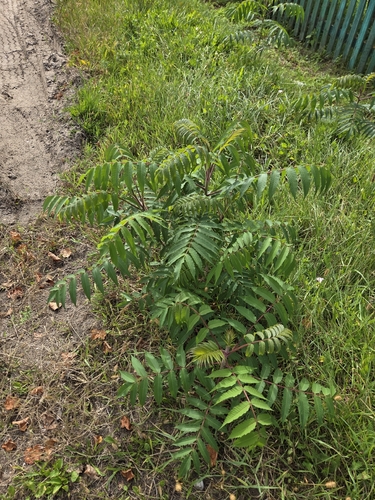 staghorn sumac