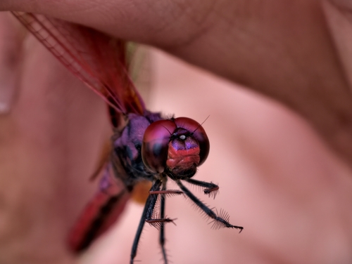 Crimson Marsh Glider