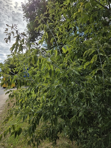 box elder