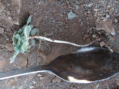 Oxalis melanosticta melanosticta