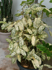 Dracaena surculosa