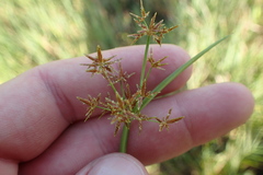Cyperus haspan
