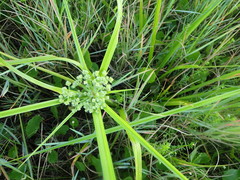 Cyperus virens