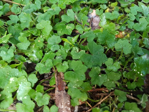 Hydrocotyle hirta