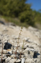 Galium verticillatum