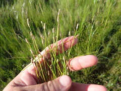 Eleocharis montevidensis
