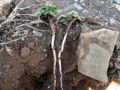 Oxalis melanosticta melanosticta