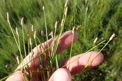 Eleocharis montevidensis