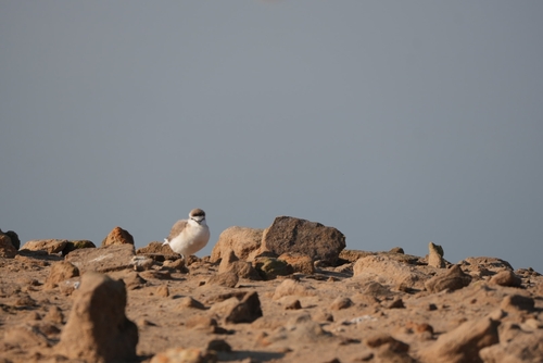 iNaturalist: (c) gab_with_a_bag, some rights reserved (CC BY-NC), uploaded by gab_with_a_bag iNaturalist image