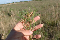 Euthamia gymnospermoides