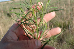 Euthamia gymnospermoides