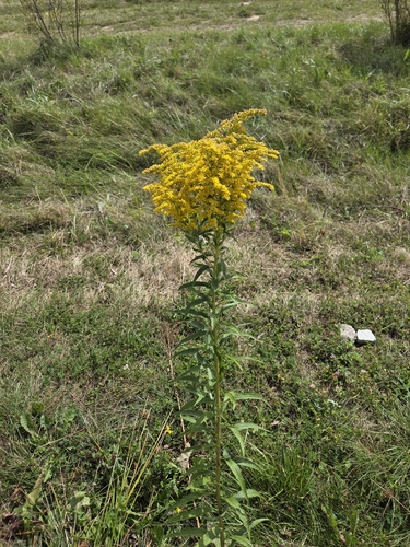 Canada goldenrod