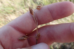 Fimbristylis castanea