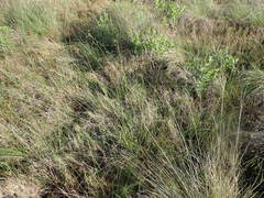 Fimbristylis castanea