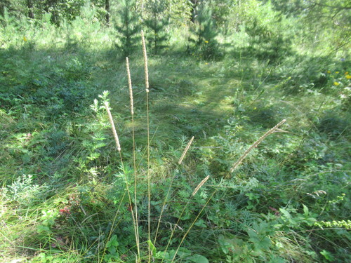 Phleum phleoides, photograph 5