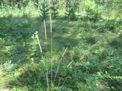 Phleum phleoides, photograph author not stated, no rights reserved
