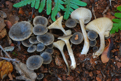 Spodocybe trulliformis