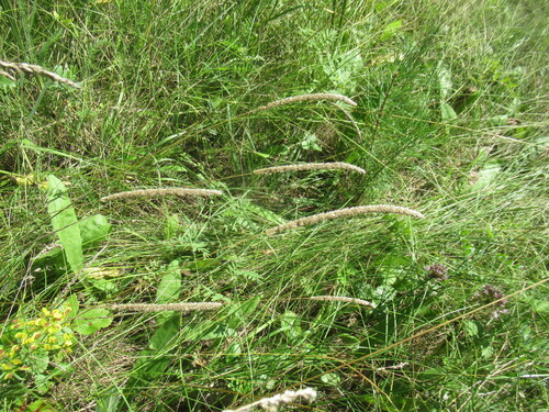 Phleum phleoides, photograph 4