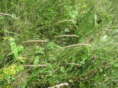 Phleum phleoides, photograph author not stated, no rights reserved