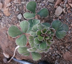 Oxalis melanosticta melanosticta