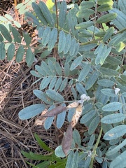 Tephrosia virginiana, photograph author not stated, no rights reserved