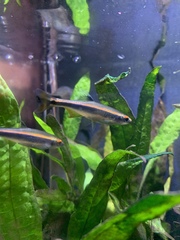 Pteronotropis metallicus