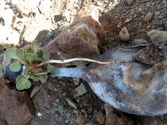 Oxalis melanosticta melanosticta