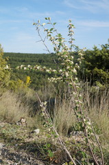Cotoneaster tauricus