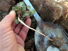Oxalis melanosticta melanosticta