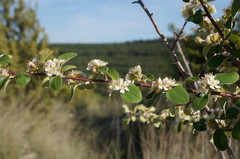 Cotoneaster tauricus